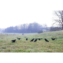 WeisskirchnerBeflockte Lockkrähe mit Flügeln